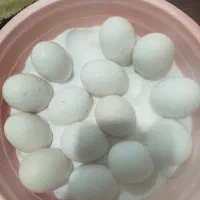 فروش تخم مرغ گلین