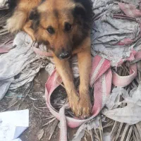 سیدعباس|سگ|رشت, کوی مهر|دیوار