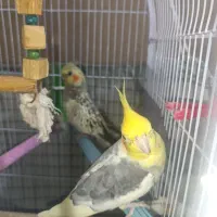 عروس هلندی ۲ عدد