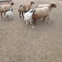 چهار عدد میش و بره|حیوانات مزرعه|ایلام, |دیوار