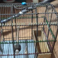 قفس سهره|لوازم جانبی حیوانات|ری, فیروزآبادی|دیوار