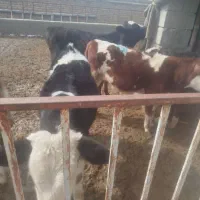 گوساله لاغرفروشی|حیوانات مزرعه|اراک, |دیوار