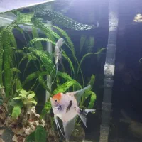 ماهی انجل کوی