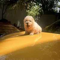 توله های چاوچاو|سگ|تهران, درکه|دیوار