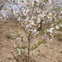 نهال بادام مامایی