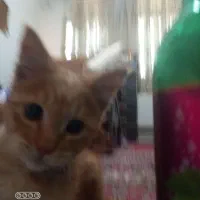 واگذاری بچه گربه