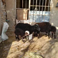 دوتا میش و سه تا بره یکیش دوقلو|حیوانات مزرعه|زرین دشت (همدان), |دیوار