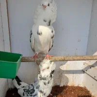 تعدای کبوترزینتی لوکس