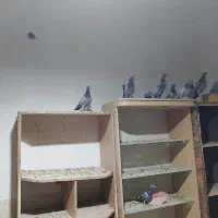 گفتر سبز ومگس|پرنده|نهبندان, |دیوار