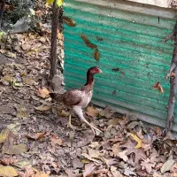 مرغ لاری|حیوانات مزرعه|آسارا, |دیوار