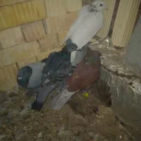 پرنده