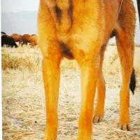 سگ نر گمشده|حیوانات|اسدآباد, |دیوار