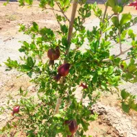 زمین باغ|فروش زمین و ملک کلنگی|زرندیه, |دیوار