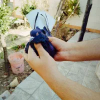 نر دم سفید|پرنده|مبارکه, |دیوار