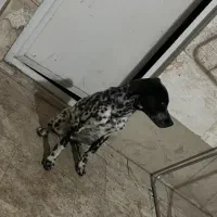 سگ نژاد دالمیشن فوری|سگ|شهریار, شهرک وائین|دیوار