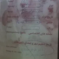 پامرانین روباهی ماده|سگ|ورامین, خیر آباد|دیوار