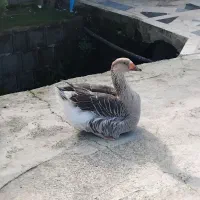 غاز ، اردک اسرائیلی|حیوانات مزرعه|کلاچای, |دیوار