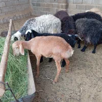 فروش گله گوسفند و بز|حیوانات مزرعه|جنت, |دیوار