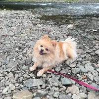 پت خانگی|سگ|رشت, دیلمان|دیوار