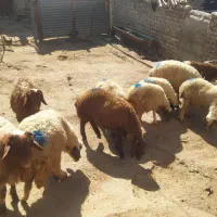 6تابره پاعه پروار