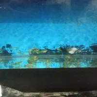 ماهی گوپی مولد کلی و جزئی|ماهی|کاشمر, |دیوار