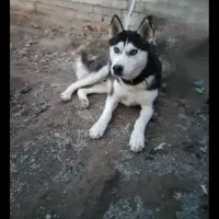 سگ هاسکی ماده