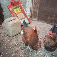 مرغ جوان تخم گذار محلی