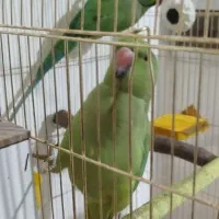 طوطی ملنگو جفت مولد|پرنده|چهارباغ, |دیوار