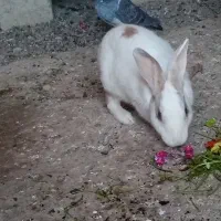 خرگوش نروماده