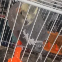 عروس هلندی|پرنده|تربت جام, اسماعیل آباد|دیوار