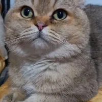 گربه نر اسکاتیش فولد جهت جفتگیری با ماده شماکه فحل