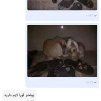 ۳عدد خرگوش لوپ مینیاتوری به علت کمبودجا بفروش میره|موش و خرگوش|خواف, |دیوار