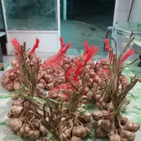 سیر محلی ییلاق