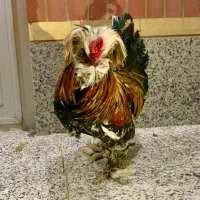 خروس سلطان و دو مرغ تخم گذار