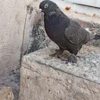 نروماده سرکه ای|پرنده|شیراز, سعدیه شمالی|دیوار