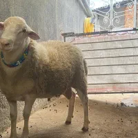 فروش گوسفند قوچ لاکروف چند قلو زای|حیوانات مزرعه|بابکان, |دیوار