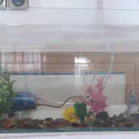 آکواریوم کوچک
