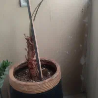 گل و گلدان بزرگ