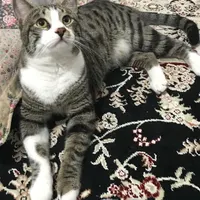 گربه گمشده