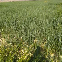 زمین کشاورزی فراشبند