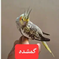 عروس هلندی نژاد گل باقالی گمشده