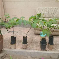 نهال گردو
