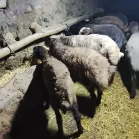 گوسفند نر
