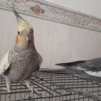 دو عدد عروس هلندی نر و ماده|پرنده|تویسرکان, |دیوار