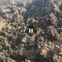 کودمرغی|خدمات باغبانی و درختکاری|نسیمشهر, |دیوار