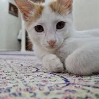 گربه|گربه|اردبیل, |دیوار