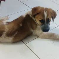 فروش سگ ژرمن سرابی|سگ|پاکدشت, شهرک امام رضا|دیوار