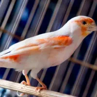 قناری نر بخون