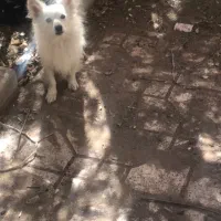 واگذاری سگ پامر