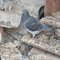 کبوتر|پرنده|شاهرود, |دیوار